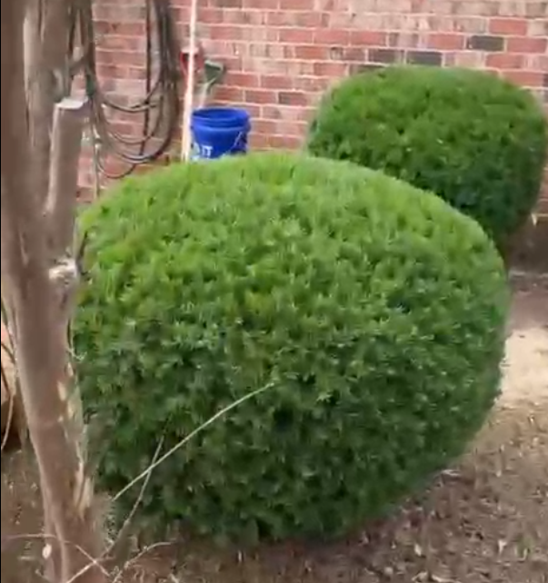 Tree and shrub trimming video preview